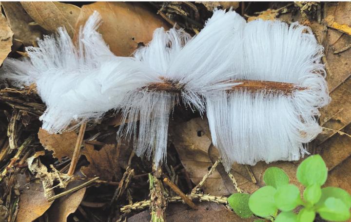 Wunderschönes Haareis, das sich nach einer kalten Nacht gebildet hat. Gesehen im Hardwald Kaisten. Leserfoto: Margrit Freudemann