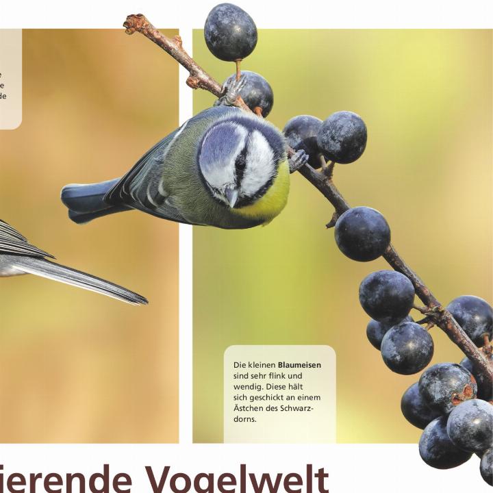 Die kleinen Blaumeisen sind sehr flink und wendig. Diese hält sich geschickt an einem Ästchen des Schwarzdorns.