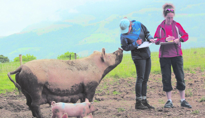 Die FiBL-Forscherinnen stiessen bei den Schweinen in der Versuchsanlage auf grosses Interesse. Foto: zVg