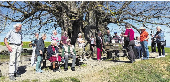 Zwischenhalt beim mächtigsten Baum des Aargaus. Foto: zVg