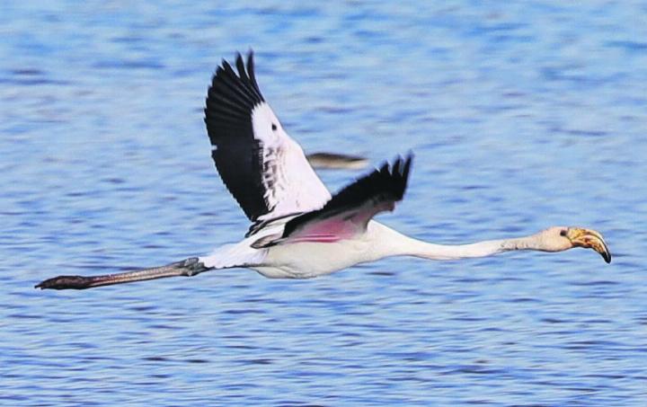 Flamingo – gesehen am Klingnauer Stausee. Foto: Markus Schraner, Gansingen