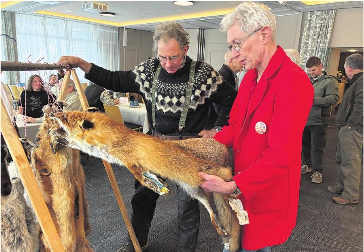 Schöner Fuchs: Kurt Friderich prüft einen der Fuchsbälge, die Nick Ruetz (links) eingeliefert hat. Foto: zVg