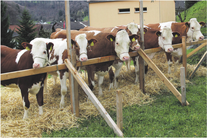 Mutterkuh Grappa mit den Töchtern Gala, Gabi, Gerta, Gina und Gloria. Foto: Hans Zemp
