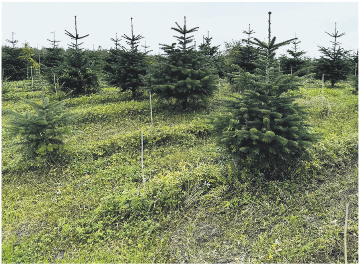 Es dauert acht bis zehn Jahre, bis aus einem kleinen Samen ein verkaufsfertiger Christbaum wird. Foto: zVg