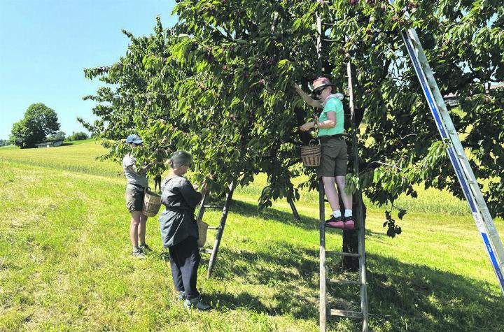 Neben süssen Früchten bieten Hochstämmer auch Lebensraum für viele Tiere. Foto: zVg