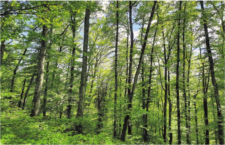 In Bezug auf die Baumartenanteile und den Holzvorrat werden im Vergleich zur letzten Aargauer Waldinventur vor zehn Jahren deutliche Veränderungen erwartet.