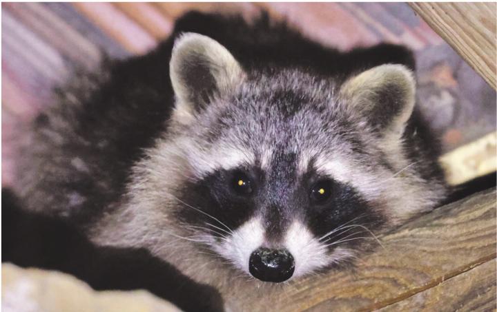 Ein Waschbär schaut aus dem Schopf-Dach in Gansingen. Foto: Markus Schraner, Gansingen