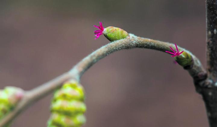 Wer genau hinsieht, kann an verschiedenen Haselsträuchern bereits die frühesten Frühlingsboten entdecken: die winzigen, oft übersehenen roten Blüten. Ob sie den Kälteeinbruch überstehen werden, der eben vorausgesagt wurde? Foto: Henri Leuzinger, Rheinfelden. Wer genau hinsieht, kann an verschiedenen Haselsträuchern bereits die frühesten Frühlingsboten entdecken: die winzigen, oft übersehenen roten Blüten. Ob sie den Kälteeinbruch überstehen werden, der eben vorausgesagt wurde? Foto: Henri Leuzinger, Rheinfelden.