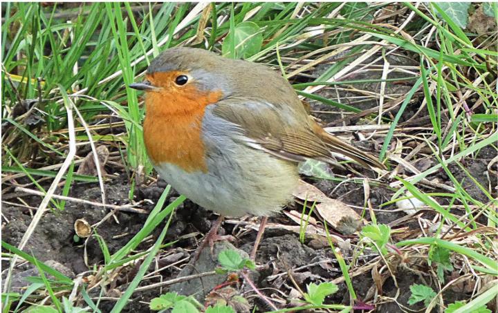 Fotogenes Rotkehlchen am Wegesrand. Foto: Georg Kalt, Laufenburg