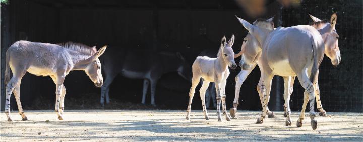 Die Nachzuchten im Basler Zolli leisten einen wertvollen Beitrag zum Erhalt der Somali-Wildesel. Foto: zVg