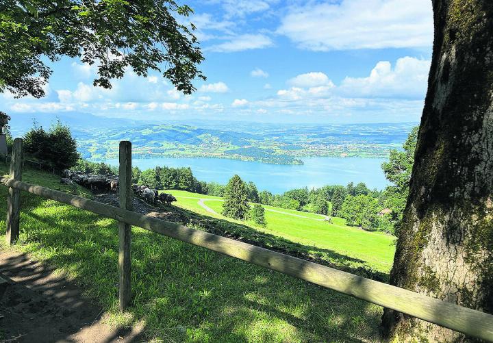 Blick vom Zugerberg auf den Zugersee. Foto: Jeanine Thanner
