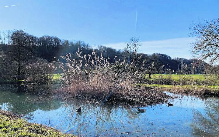 Nachdem der Mühliweiher wieder eisfrei ist, kehren die Enten zurück. Foto: Margrit Freudemann, Kaisten