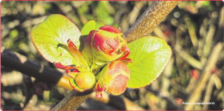 Fotos: Susanne Hörth