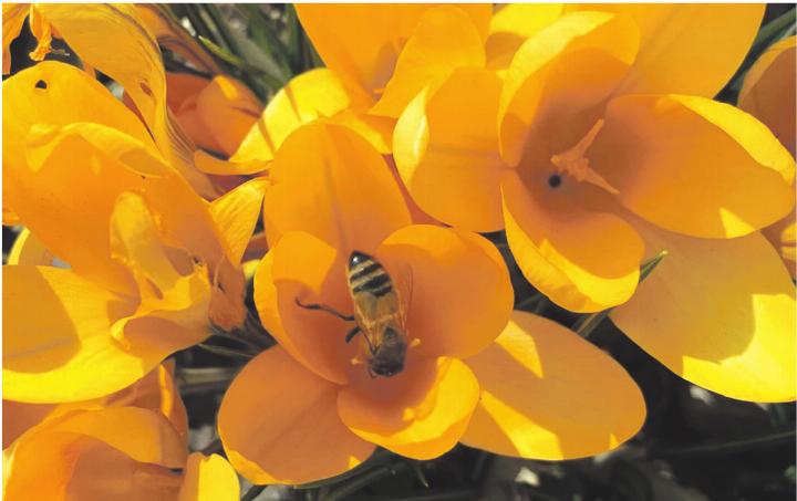 Mit den warmen Frühlingstemperaturen sind auch die Bienen schon unterwegs. Foto: Margrit Freudemann, Kaisten