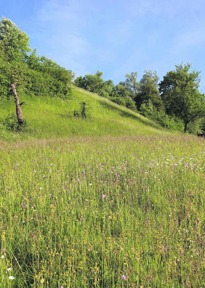 Das Hintergrundbild zeigt das Habitat der Schmetterlinge in Wegenstetten. Da sind die Aufnahmen entstanden. Fotos: Urs Kägi
