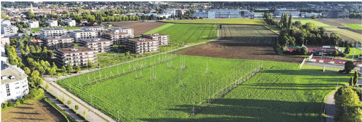 Bald sollen auf dem grossen Steiner Areal Neumatt die Bauarbeiten für die definitive «Kanti Stein» beginnen. Foto: Sascha Roth