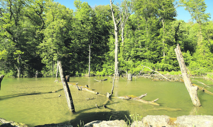 Rheinfelden, nicht Amazonas – durch den Höherstau des Rheins entstandene Rheinbucht mit dem Naturwaldreservat «Beuggebode» im Hintergrund. Fotos: zVg