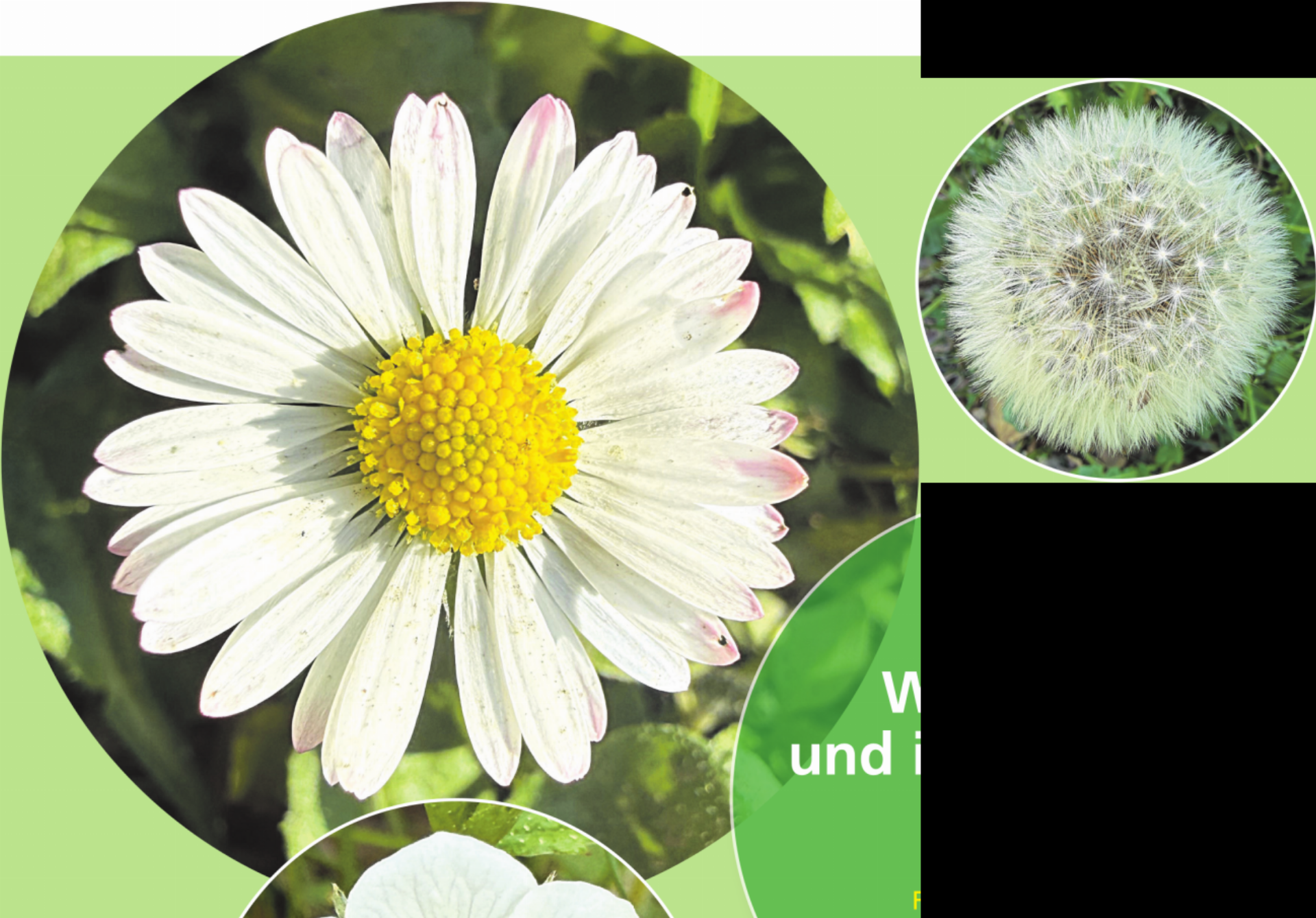 Weiss, rund und immer wieder anders - Das Bild wird blockiert. – Möglicherweise durch einen aktiven Adblocker.