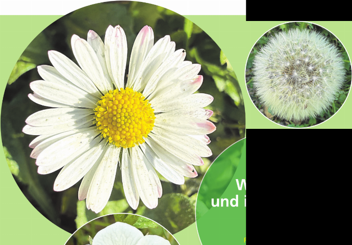 Weiss, rund und immer wieder anders