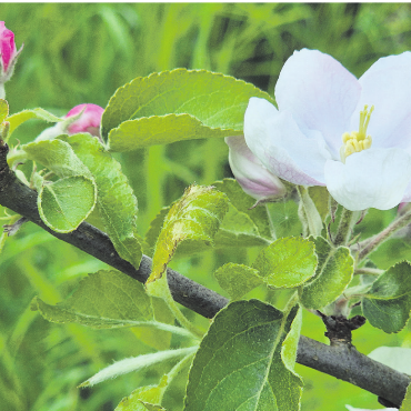 LESERFOTO - «Nid nur Chriesi- au Öpfelbluescht im Fricktal.» Foto: Rita Sollberger, Zeiningen