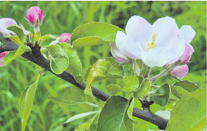 «Nid nur Chriesi- au Öpfelbluescht im Fricktal.» Foto: Rita Sollberger, Zeiningen