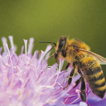 LESERFOTO - Biene auf einer Blume, Foto Jackie Venzin