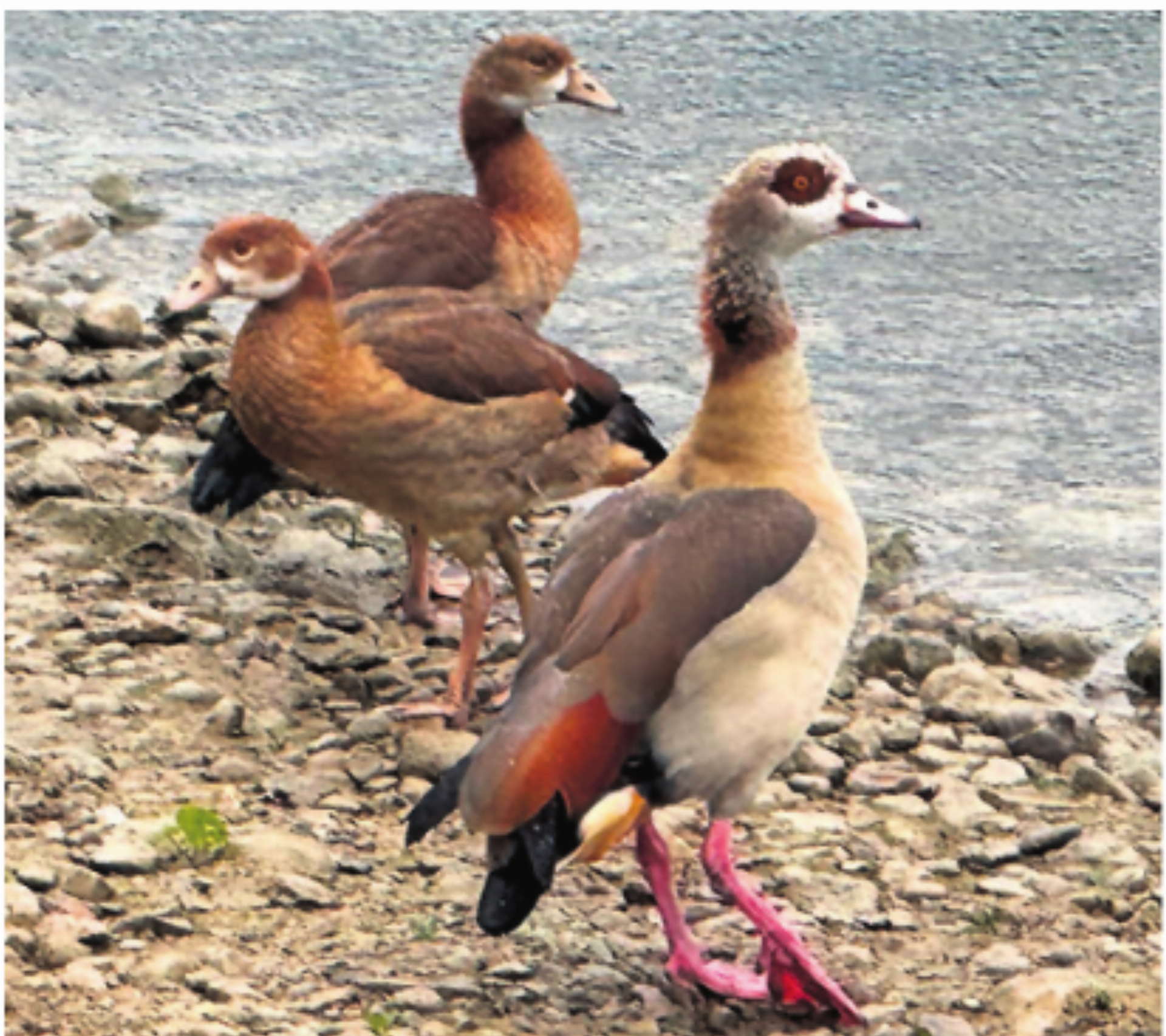 Es sind Nilgänse - Das Bild wird blockiert. – Möglicherweise durch einen aktiven Adblocker.