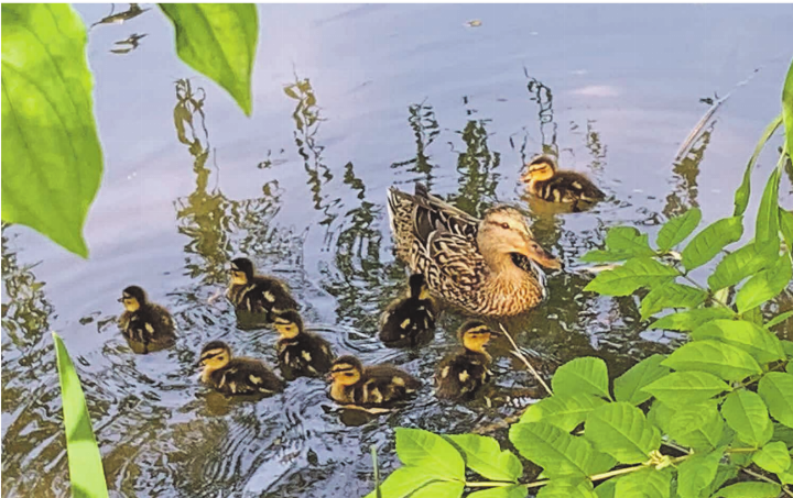 Wieder einmal kann eine Entenfamilie im Weiher in Kaisten beobachtet werden. Leserfoto: Margrit Freudemann, Kaisten
