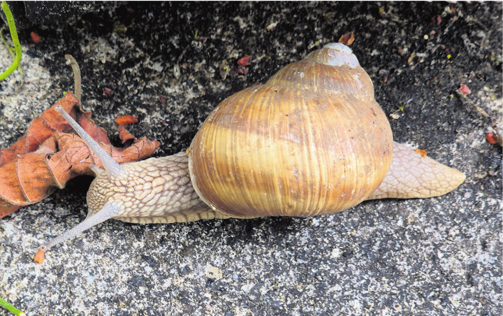 Wohin so zielstrebig? Foto: Rita Sollberger, Zeiningen
