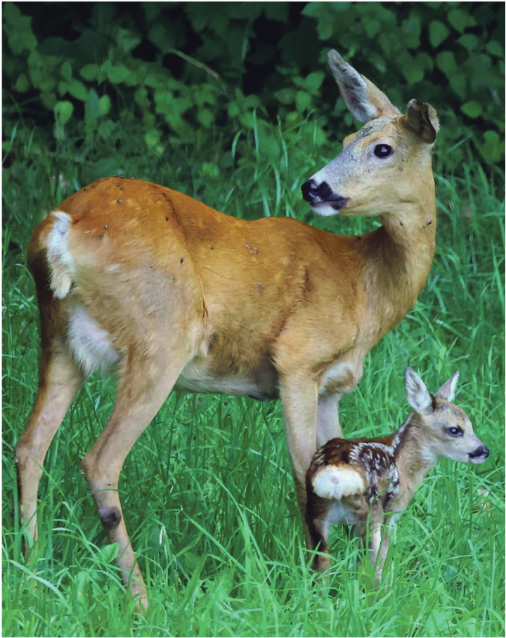 Rehgeiss mit Kitz an einem Waldrand in Oeschgen. Leserfotos: © M.Schuhmacher