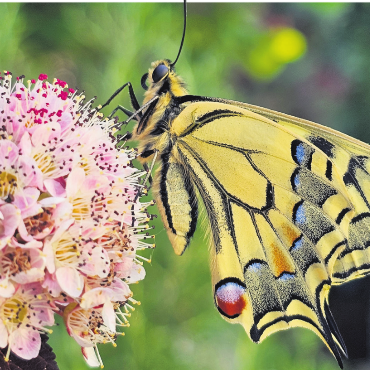 LESERFOTO - Ein wunderschöner Schwalbenschwanz. Foto: Gabriela Stocker, Obermumpf