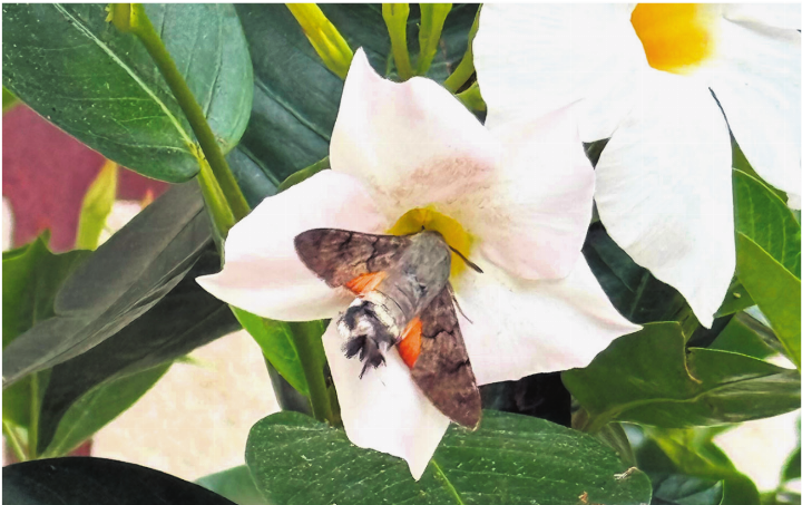 Ein Taubenschwänzchen hat seinen Schwirrflug kurz für einen Zwischenstopp in einer Kaister Blüte unterbrochen. Foto: sh