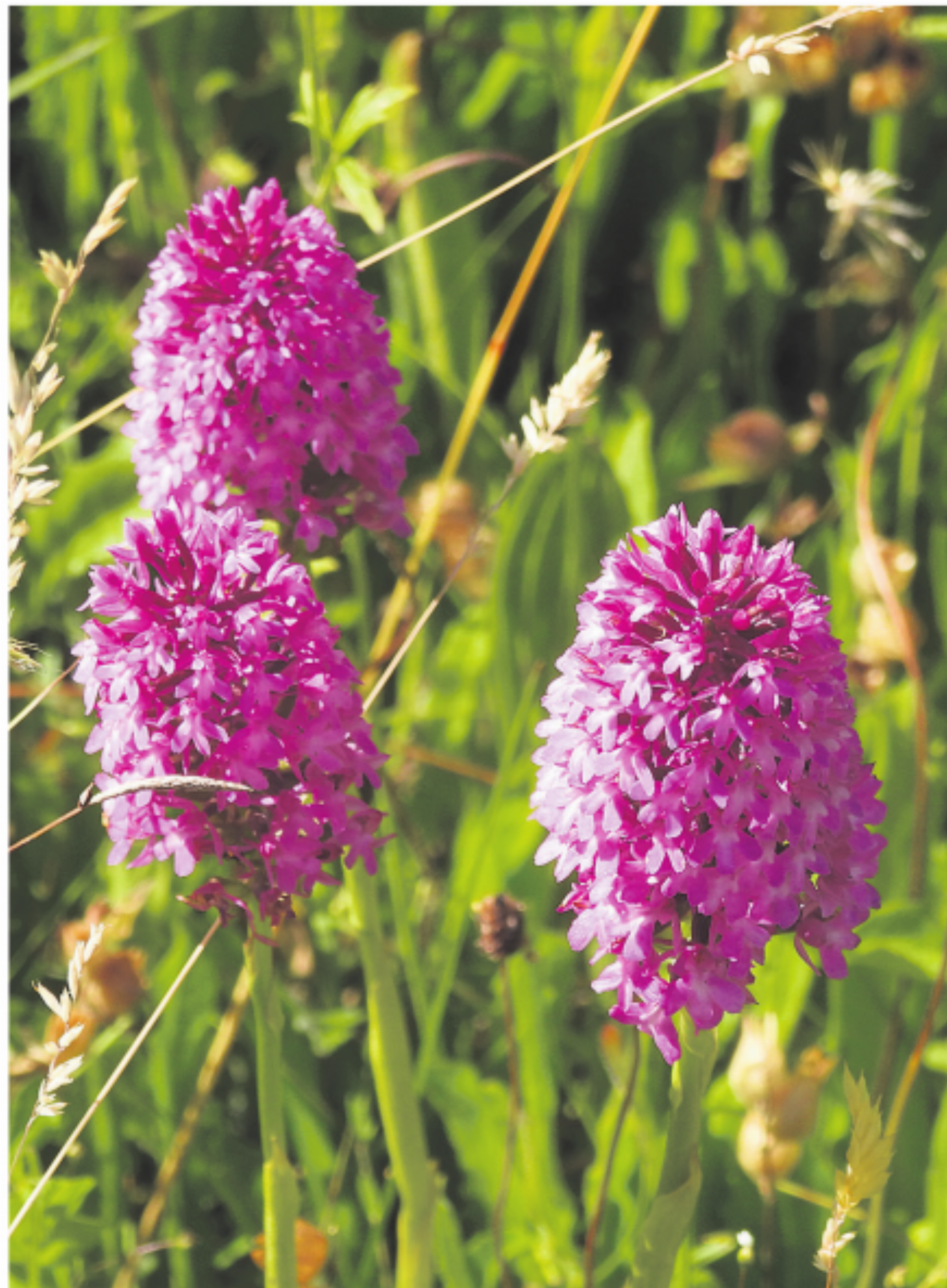 Labiola und die Orchideen - Das Bild wird blockiert. – Möglicherweise durch einen aktiven Adblocker.