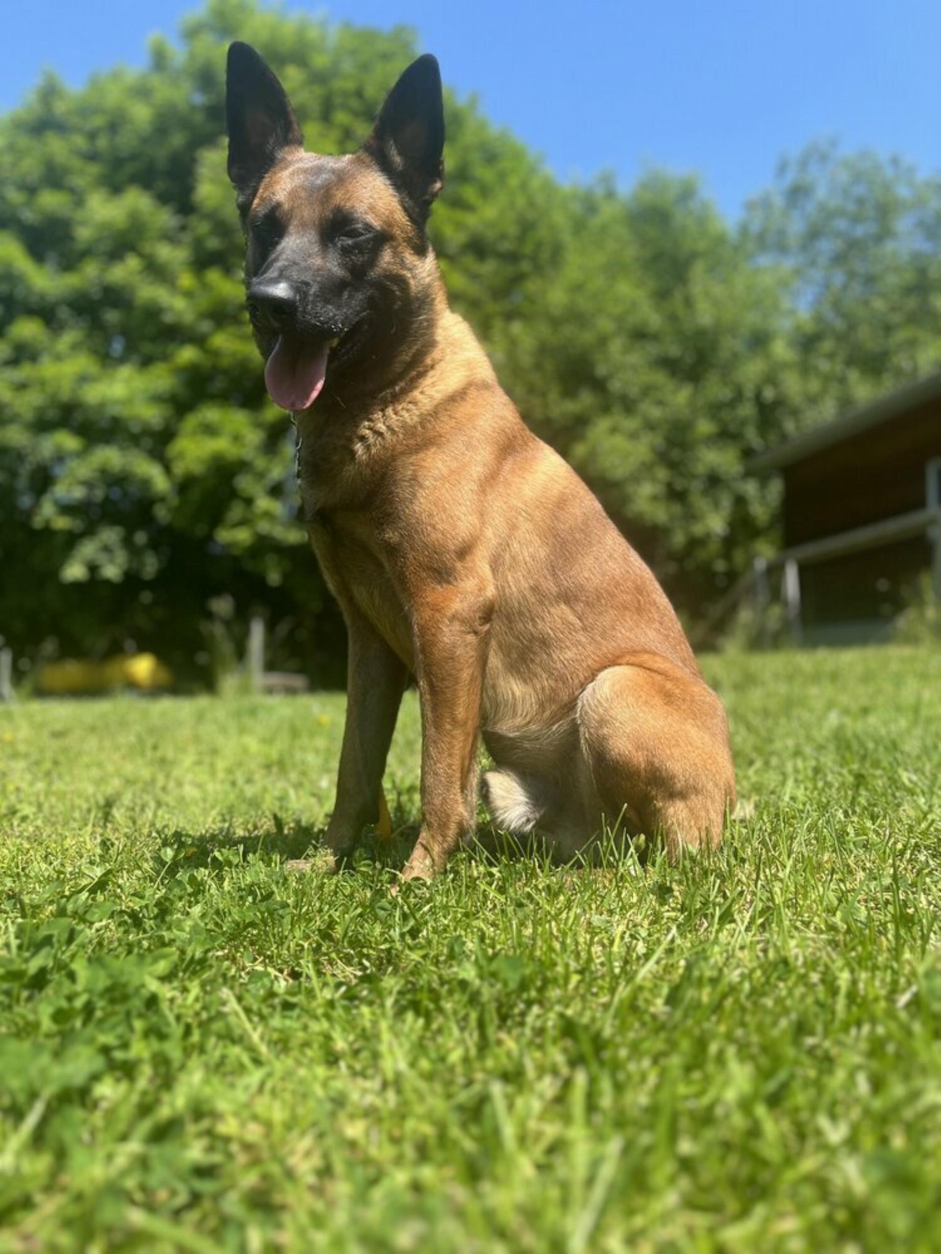 Stein: Polizeihund stellte jungen Dieb - Das Bild wird blockiert. – Möglicherweise durch einen aktiven Adblocker.
