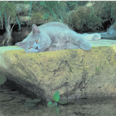LESERFOTOS - Die Katze Nala geniesst den kühlen Bach in Zeihen. Foto: Claudia Rohner, Zeihen