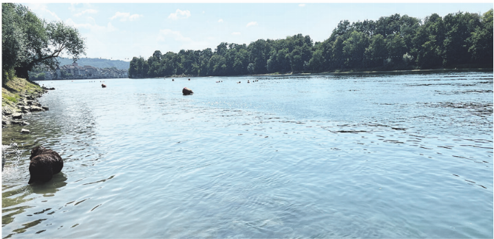 Bei diesen hohen Temperaturen wollen sich Mensch und Tier abkühlen. Doch das Rheinwasser ist mittlerweile selbst sehr warm. Foto: Valentin Zumsteg