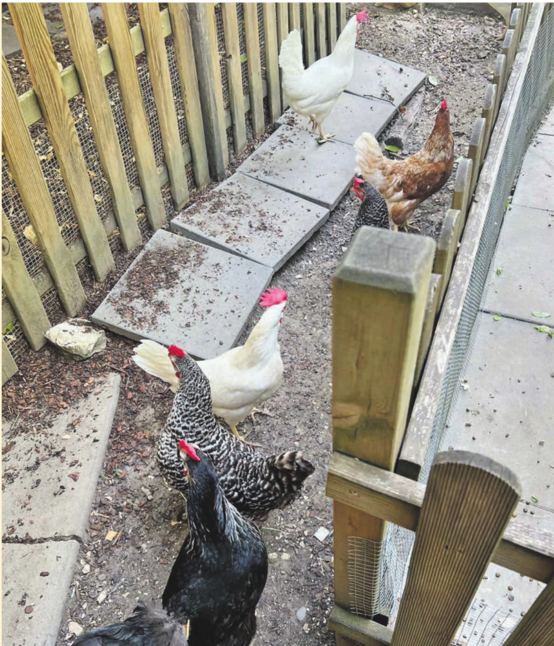 Es lebe das Huhn - Das Bild wird blockiert. – Möglicherweise durch einen aktiven Adblocker.