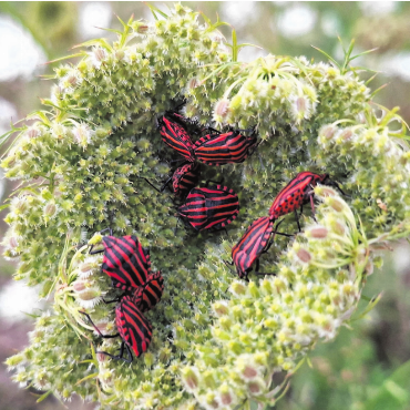 Leserfoto - Streifenwanzen in der halboffenen Blüte einer wilden Möhre.    Foto: Georg Kalt, Laufenburg