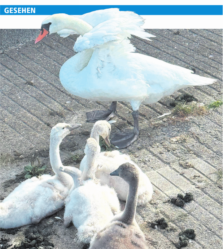 «Kinder, aufstehen! Los geht’s ins Wasser!» Den Laufenburger Jungschwänen geht es gut. Foto: Hannes Burger
