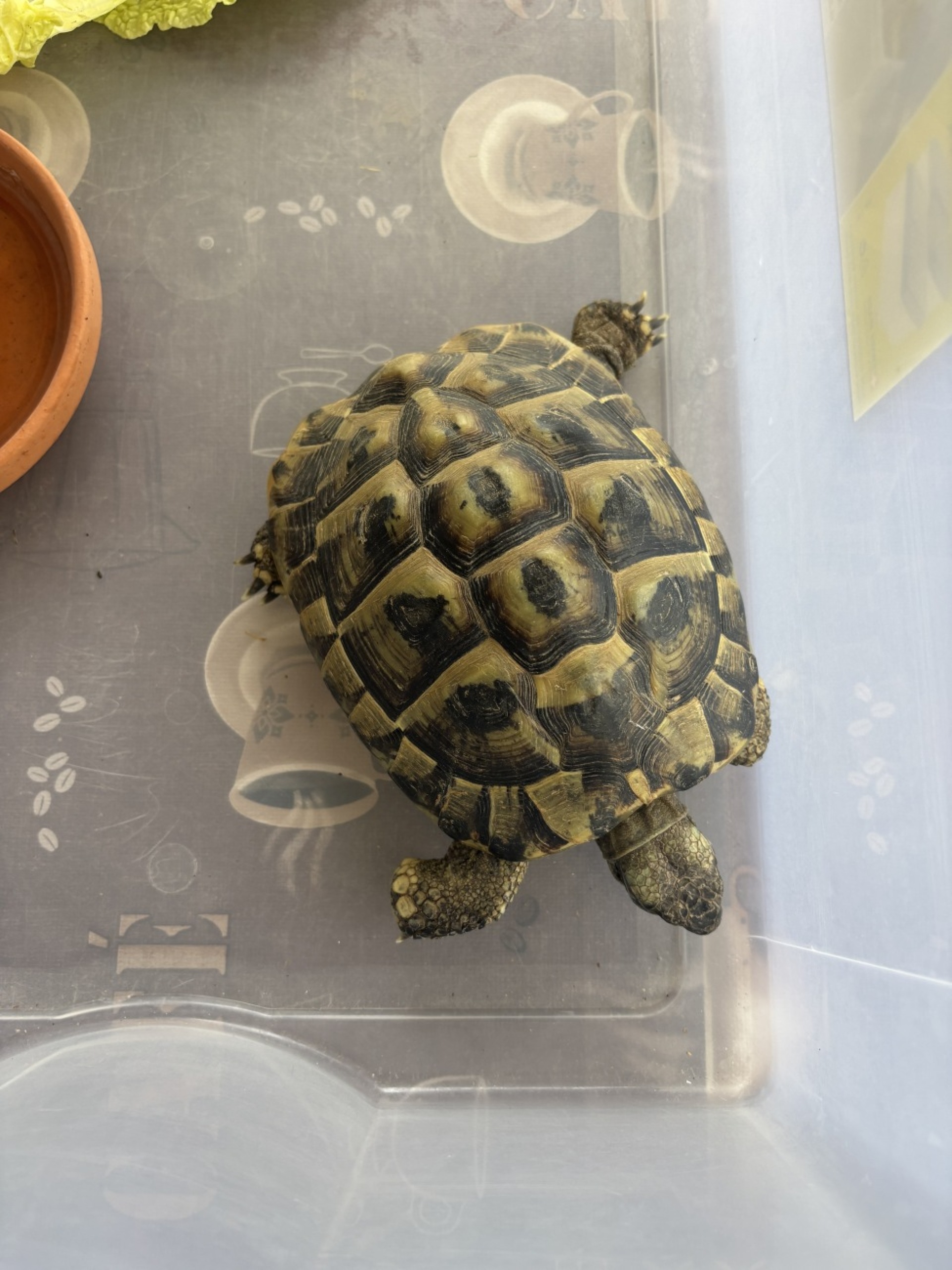 Eiken: Polizei sucht Besitzer von Schildkröte  - Das Bild wird blockiert. – Möglicherweise durch einen aktiven Adblocker.