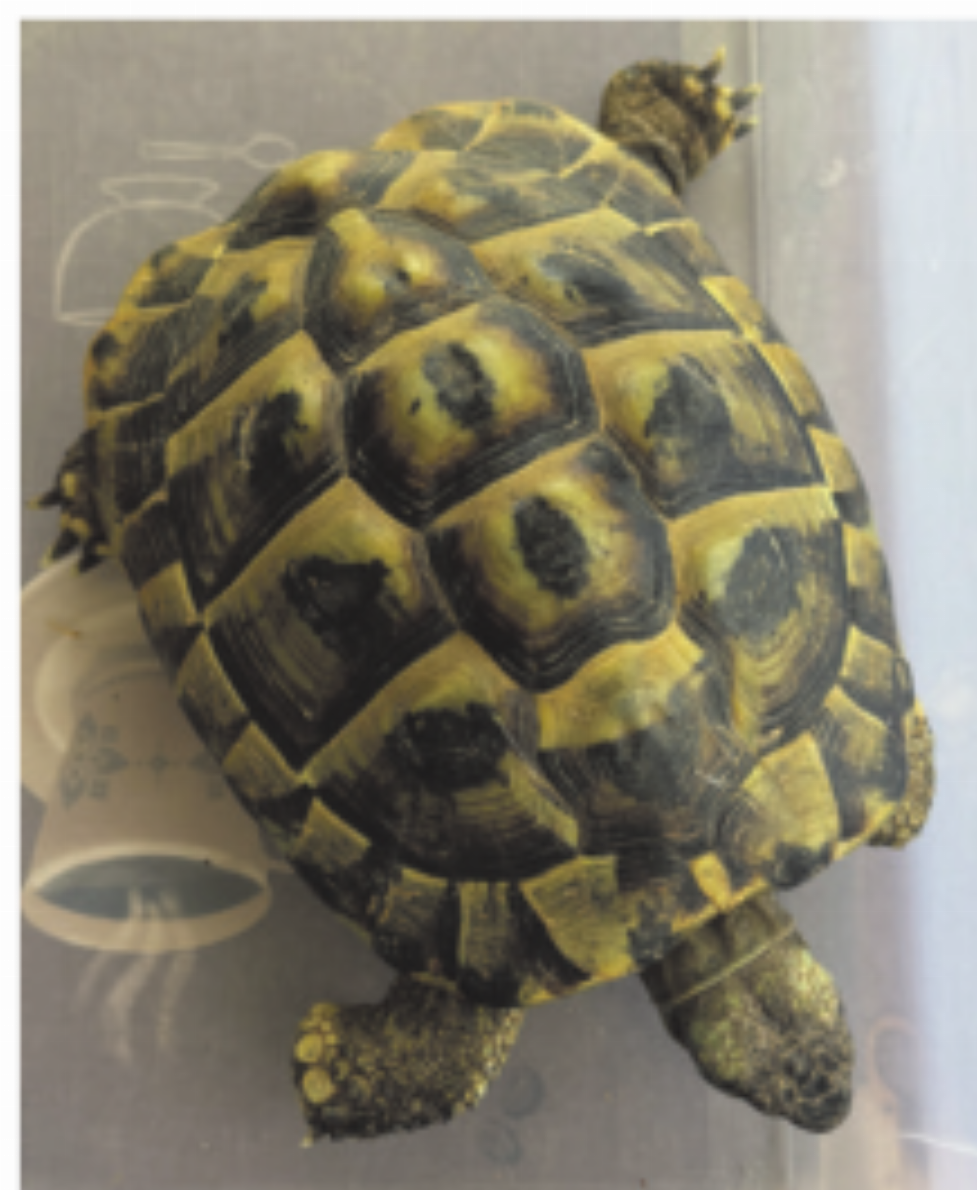 Eiken: Schildkröte aufgefunden - Das Bild wird blockiert. – Möglicherweise durch einen aktiven Adblocker.