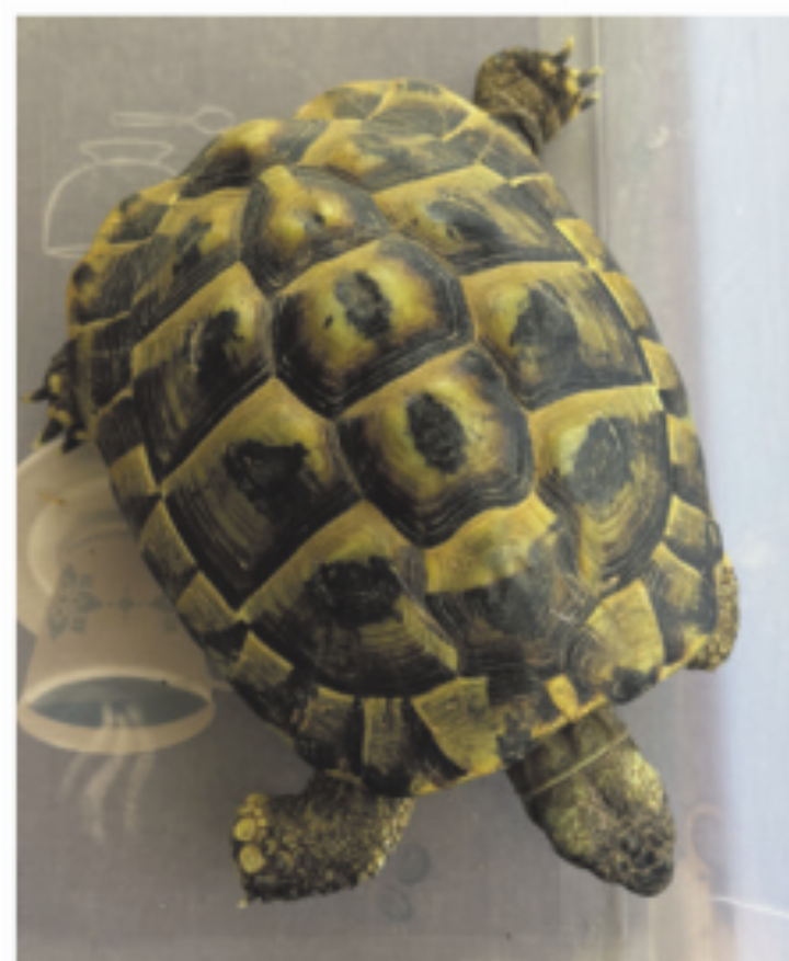Wem gehört diese Schildkröte?    Foto: zVg