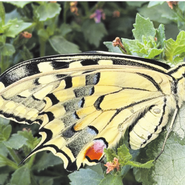 LESERFOTO - Ein Schwalbenschwanz zu Besuch auf der Terrasse des Hotels Schiff in Rheinfelden.    Leserfoto: Georg Sojer