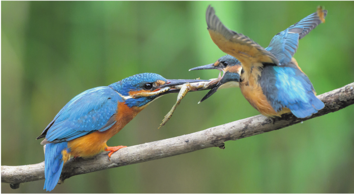 Fütterung eines Jungtiers. Dieses kann man an den Füssen erkennen: Leuchten sie kräftig orange, ist es ein Altvogel. Sind sie eher bräunlich, ist es ein Jungvogel.    Foto: Renate-Delphis