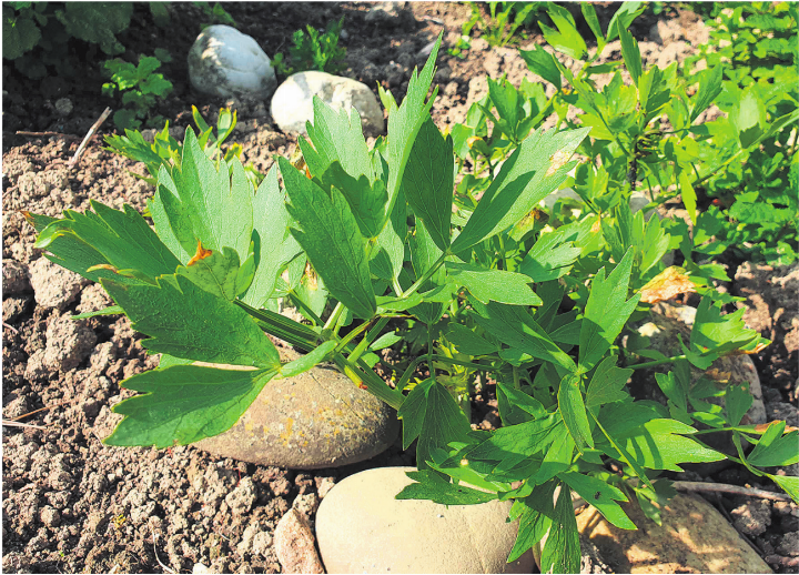 Liebstöckl wächst auch im eigenen Garten gut und benötigt nicht allzu viel Pflege.    Foto: zVg