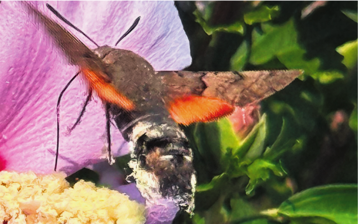 Das Taubenschwänzchen im Anflug auf die Hibiskus-Landestelle in Kaisten.    Foto: Susanne Hörth