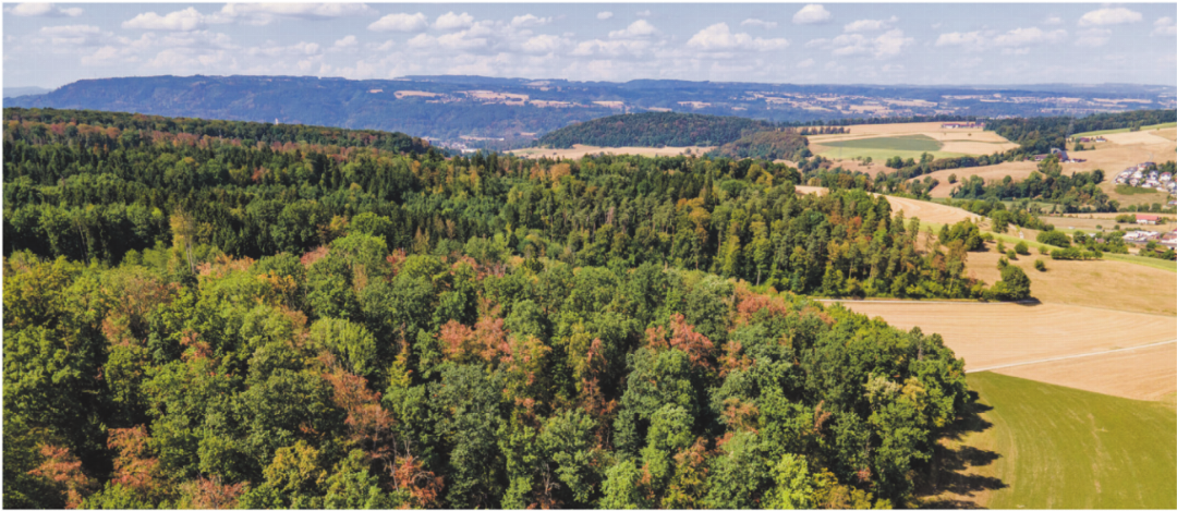Der Wald im Fricktal und vielen weiteren Gebieten des Kantons Aargau leidet. Foto: Paul Gürtler Der Wald im Fricktal und vielen weiteren Gebieten des Kantons Aargau leidet. Foto: Paul Gürtler