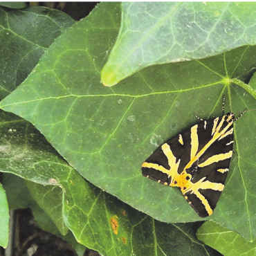 LESERFOTO - Ein schöner Schmetterling, «russischer Bär» oder auch «spanische Flagge» genannt, im Fricktal.    Foto: Rita Sollberger, Zeiningen