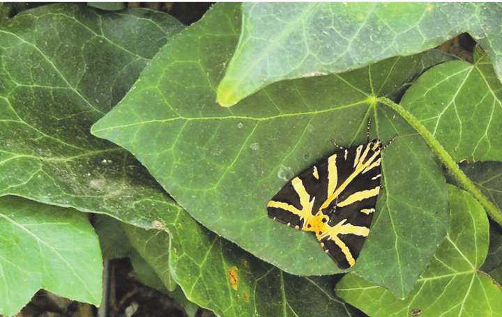 Ein schöner Schmetterling, «russischer Bär» oder auch «spanische Flagge» genannt, im Fricktal.    Foto: Rita Sollberger, Zeiningen