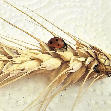 LESERFOTO - «Kurz vor der Getreideernte an Weizenähre eine Marienkäferlarve entdeckt und mit nach Hause genommen – wo der Marienkäfer dann im Raupenkasten geschlüpft ist.» Foto: Gabriela Stocker, Obermumpf